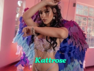 Kattrose