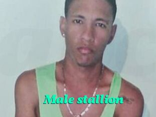 Male_stallion