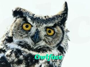 Owlface